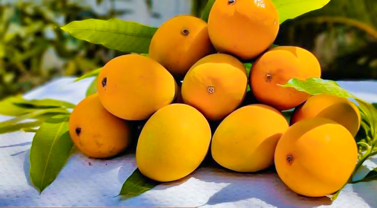 Alphonso mangoes