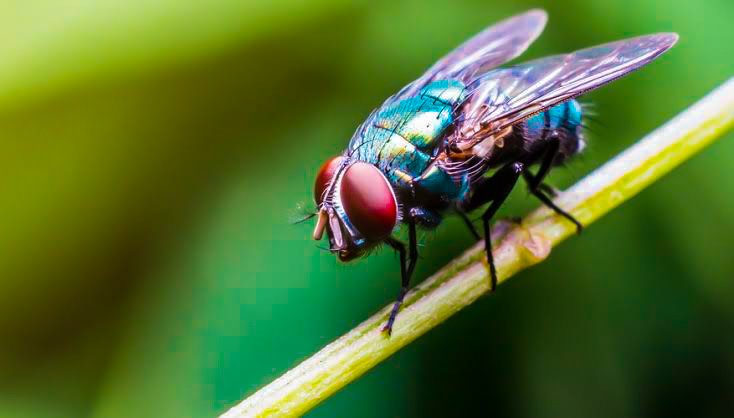 Flies pick up bacteria, viruses, diseases, and fungi. And can spread them to humans and pets just by landing on a common household surface.