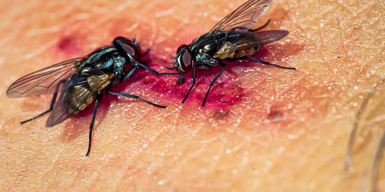 Fly Infestation are nuisance pests often associated with filth.