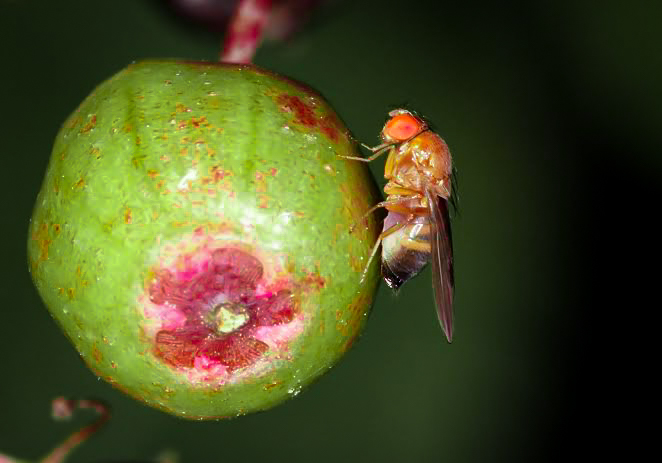 Flies pick up bacteria, viruses, diseases, and fungi. And can spread them to humans and pets just by landing on a common household surface.