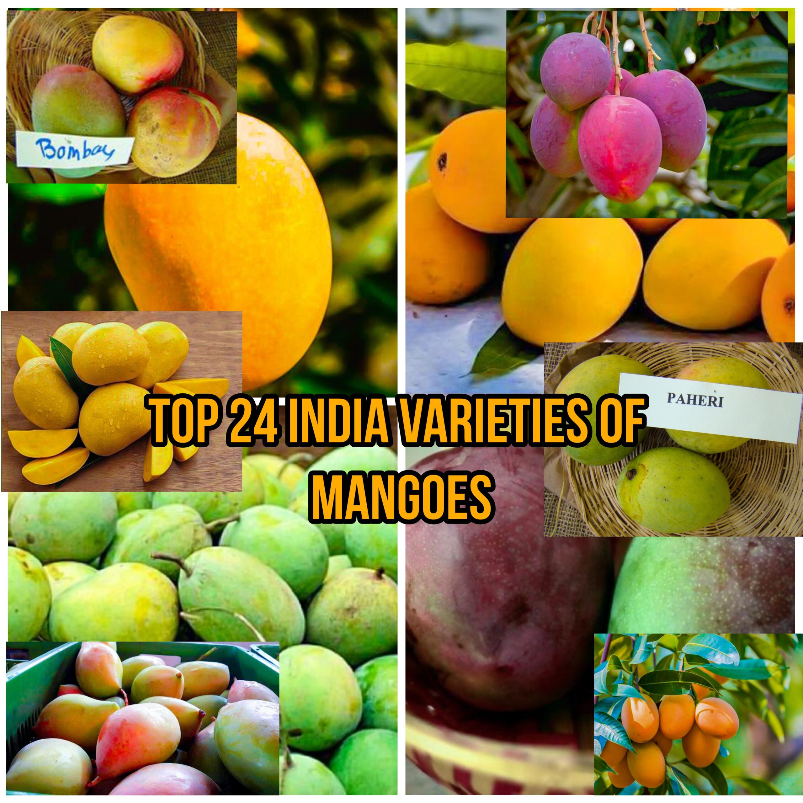 Top 24 India Varieties Of Mangoes