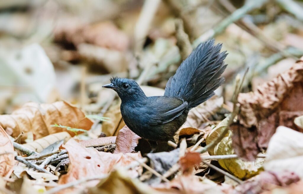 Top 5 Rarest Birds In The World.