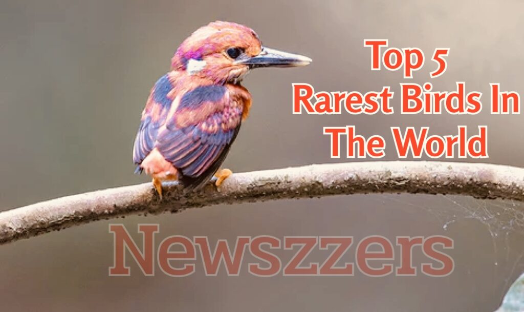 Top 5 Rarest Birds In The World.